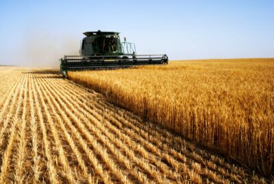 As India Bans Wheat Exports, Global Food Supplies Are In For a Rough Ride