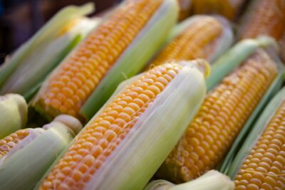 US Disputes Trade as Mexico Plans to Ban Genetically Modified Corn