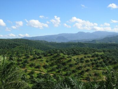 Malaysia Escalates Standoff With EU Over Palm Oil