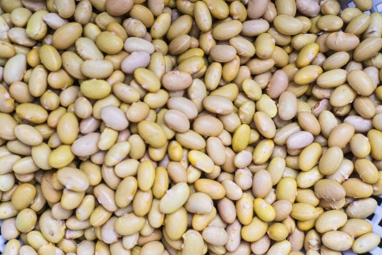 Agriculture Titans Are In a Head-to-Head Battle for America’s Soy Farmers