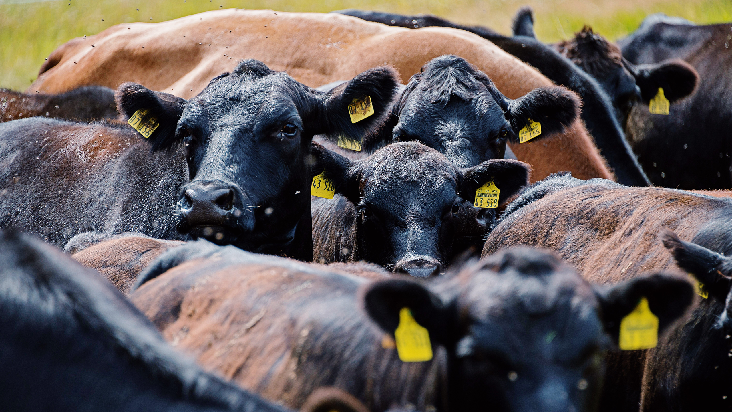Photo of a group of cattle