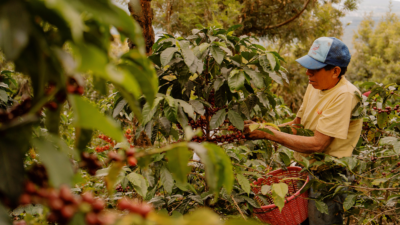 Climate Change Forces Starbucks Deeper into Coffee R&D
