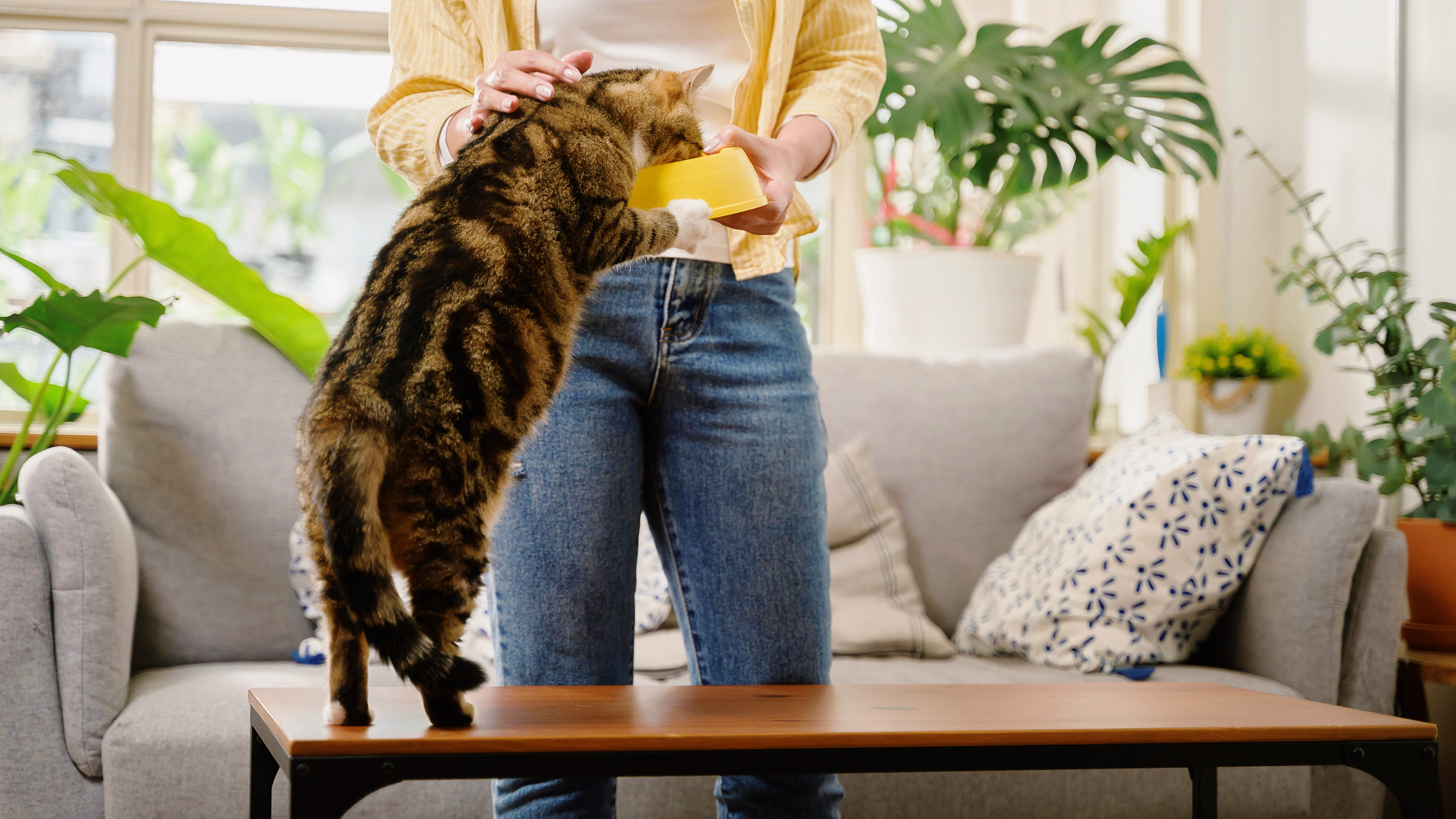 Photo of a cat eating from a bowl in a person's hand