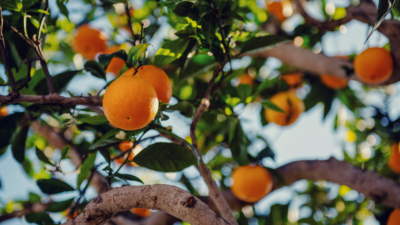 Florida Oranges are Doing So Badly a Tropicana Supplier is Ditching its Citrus Business
