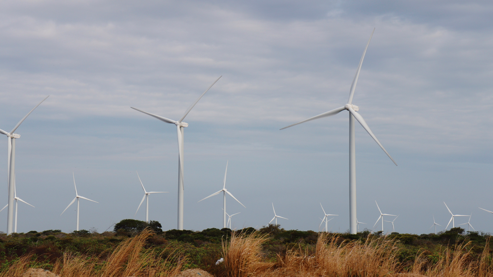 The Leading State for Renewable Energy Generation is… Texas?