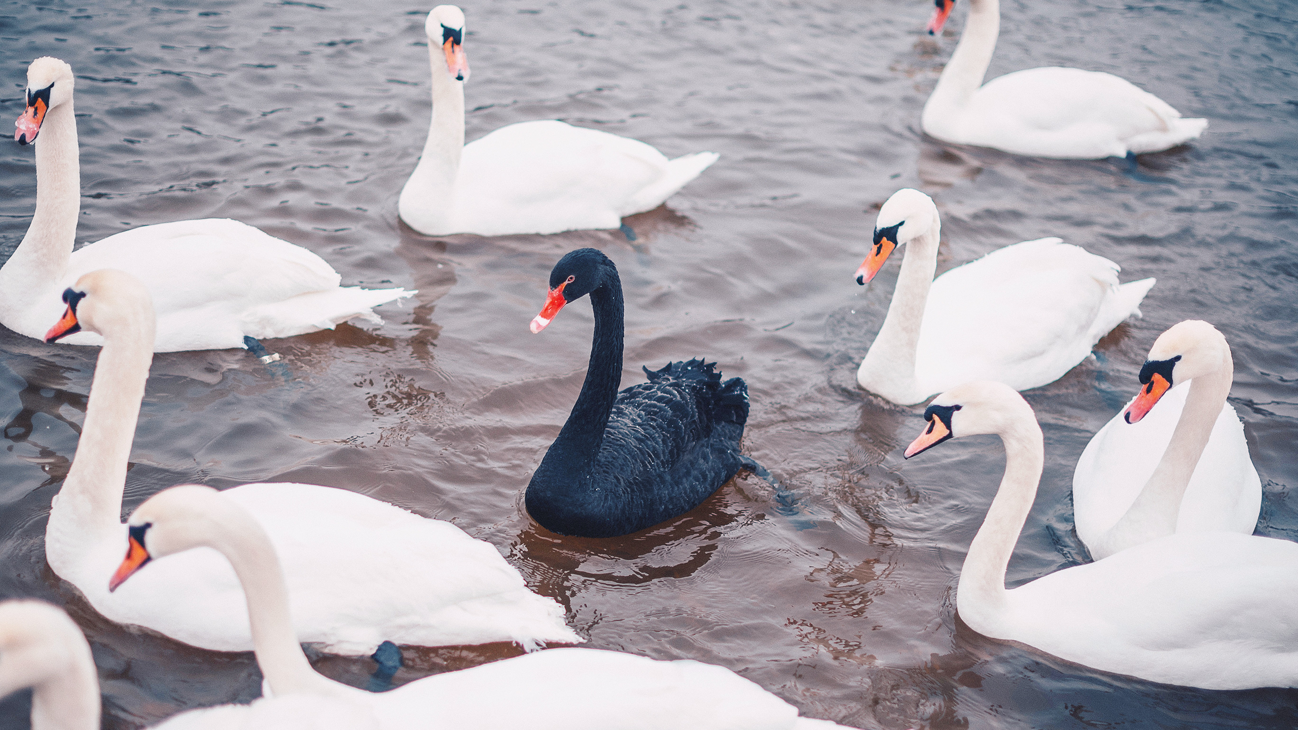 Photo of a black swan surrounded by white swans