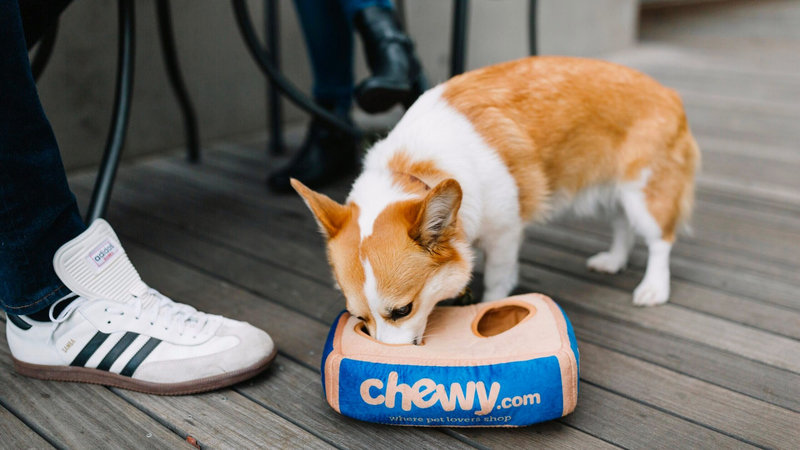 A small dog eats from a Chewy container on a deck outside a cafe.