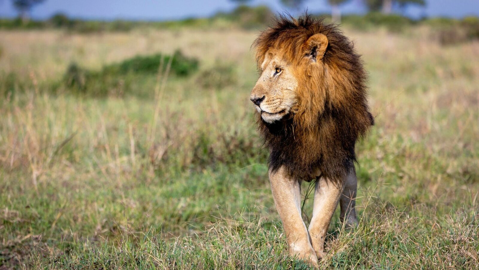 LionShare’s ETF Won’t Take Dividends Lion Down