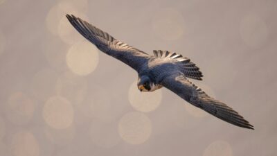 More Crypto Deals Are ‘Inevitable’ After FalconX Acquisition of 21Shares