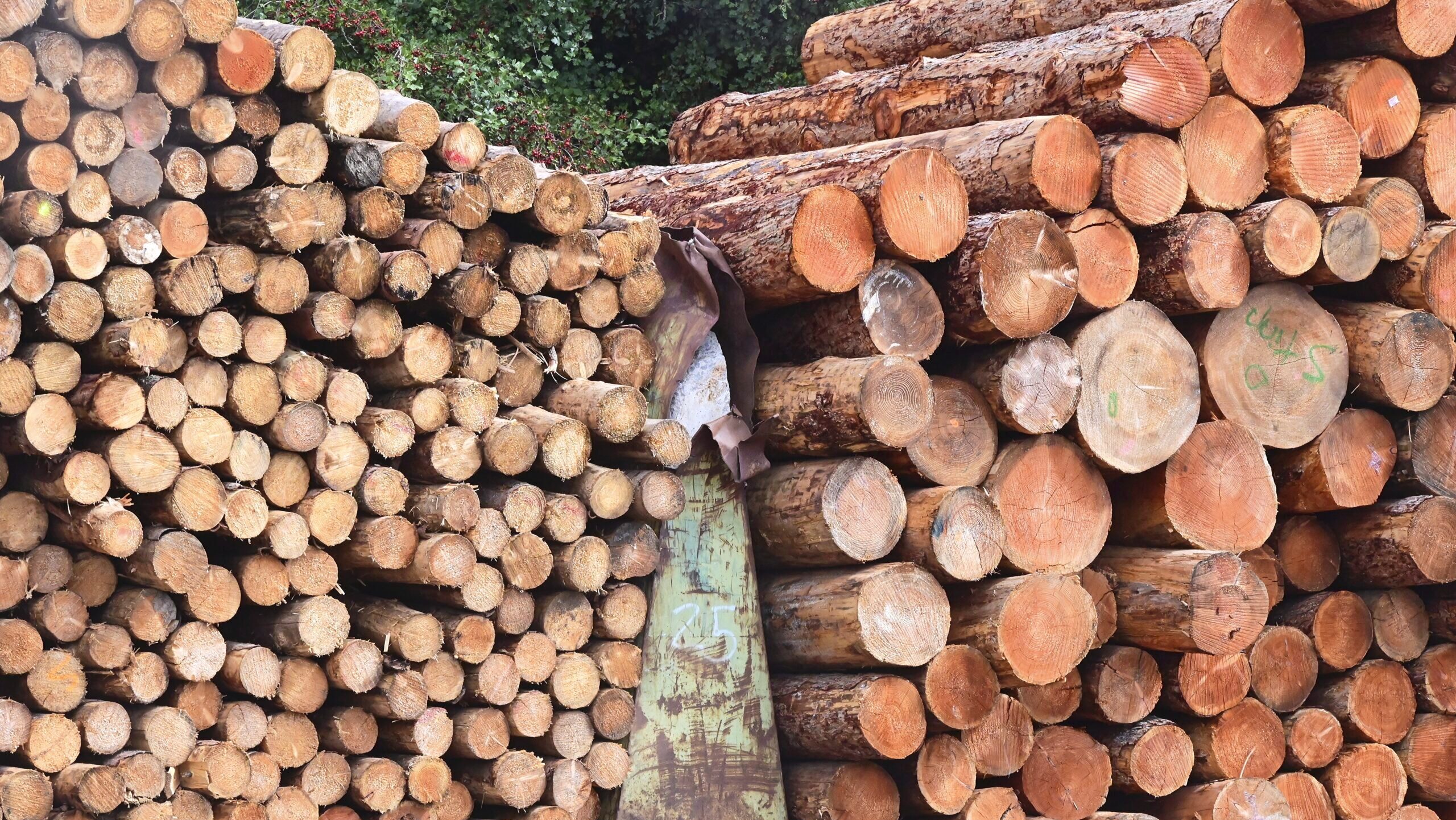 Photo of a pile of lumber.