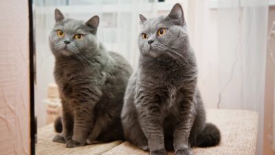Copycat ETFs Are Everywhere. Should Issuers Worry?