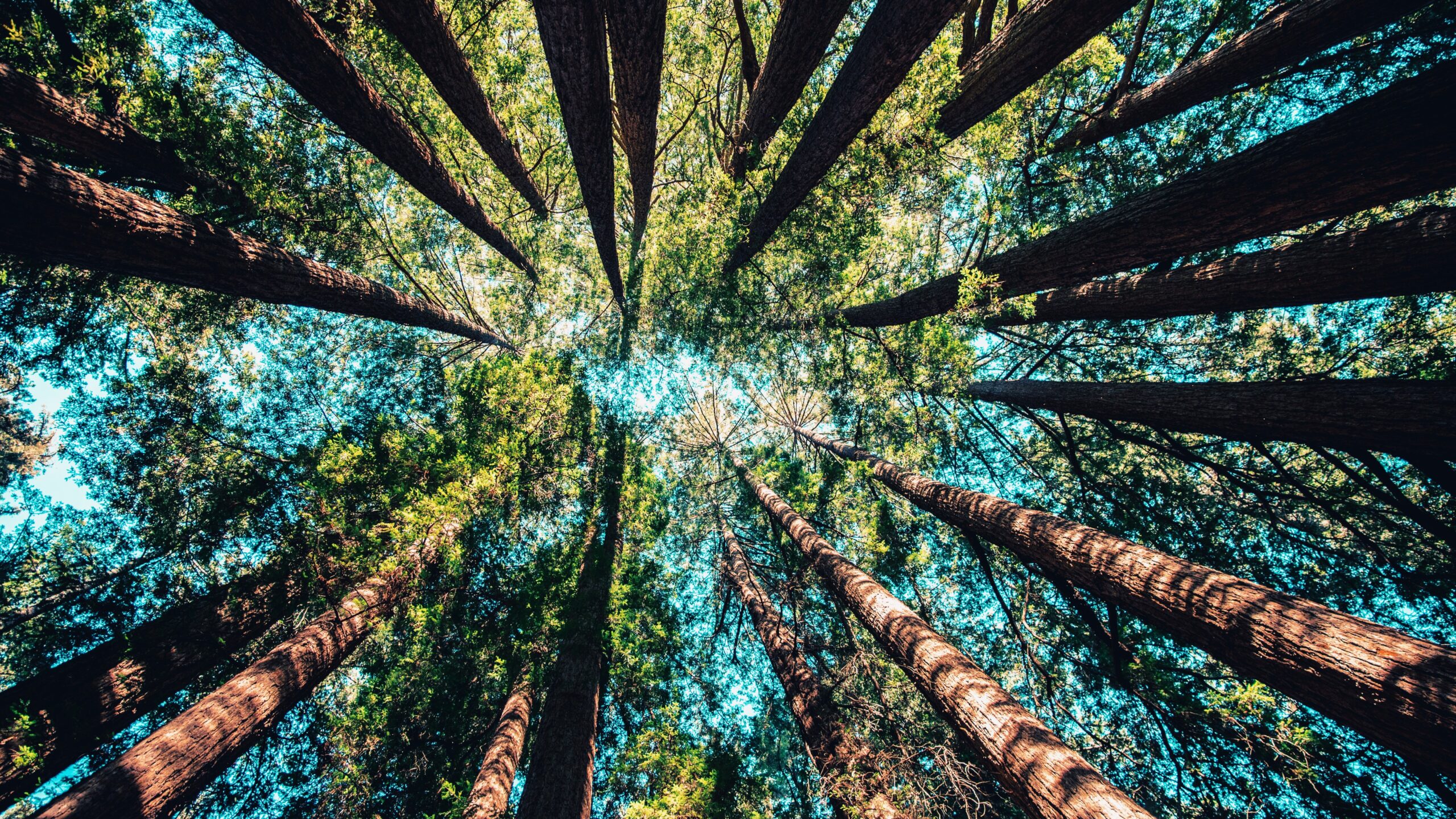 Photo of a forest