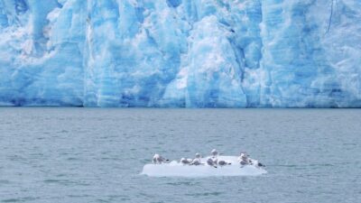 Why China Is All-In On A ‘Polar Silk Road’