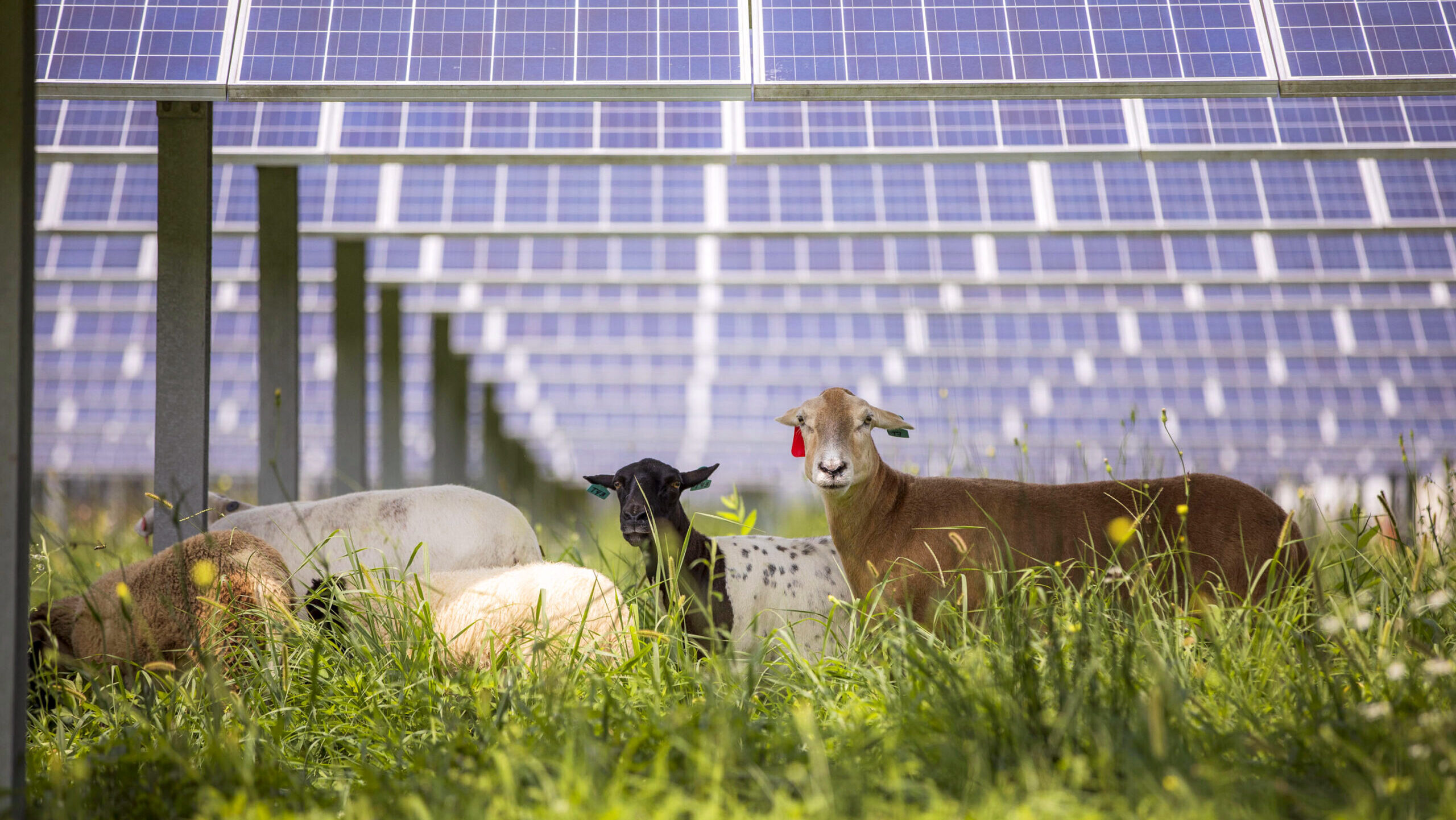 Photo of sheep grazing under Dominion Energy solar panels.