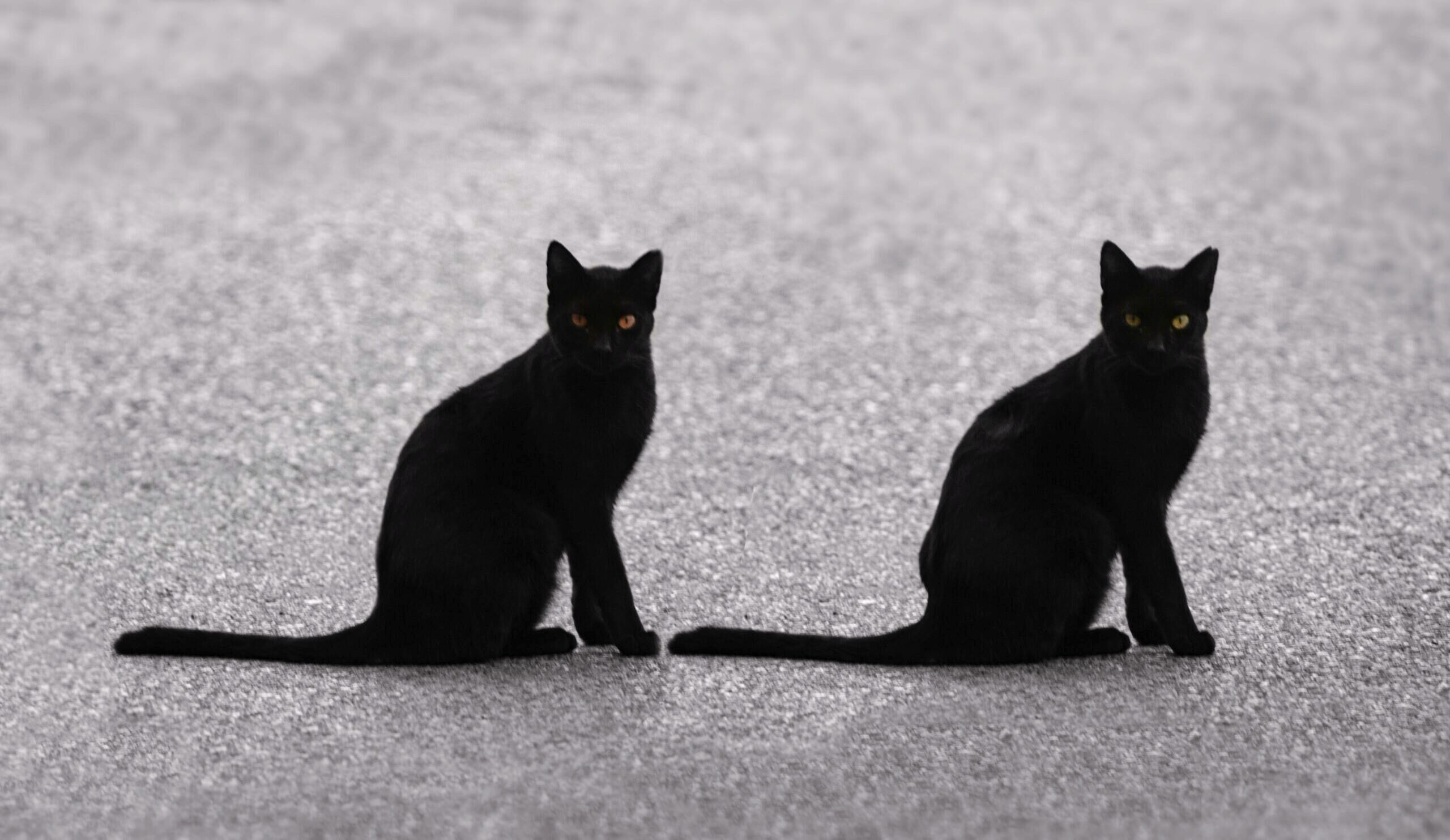 Two black cats