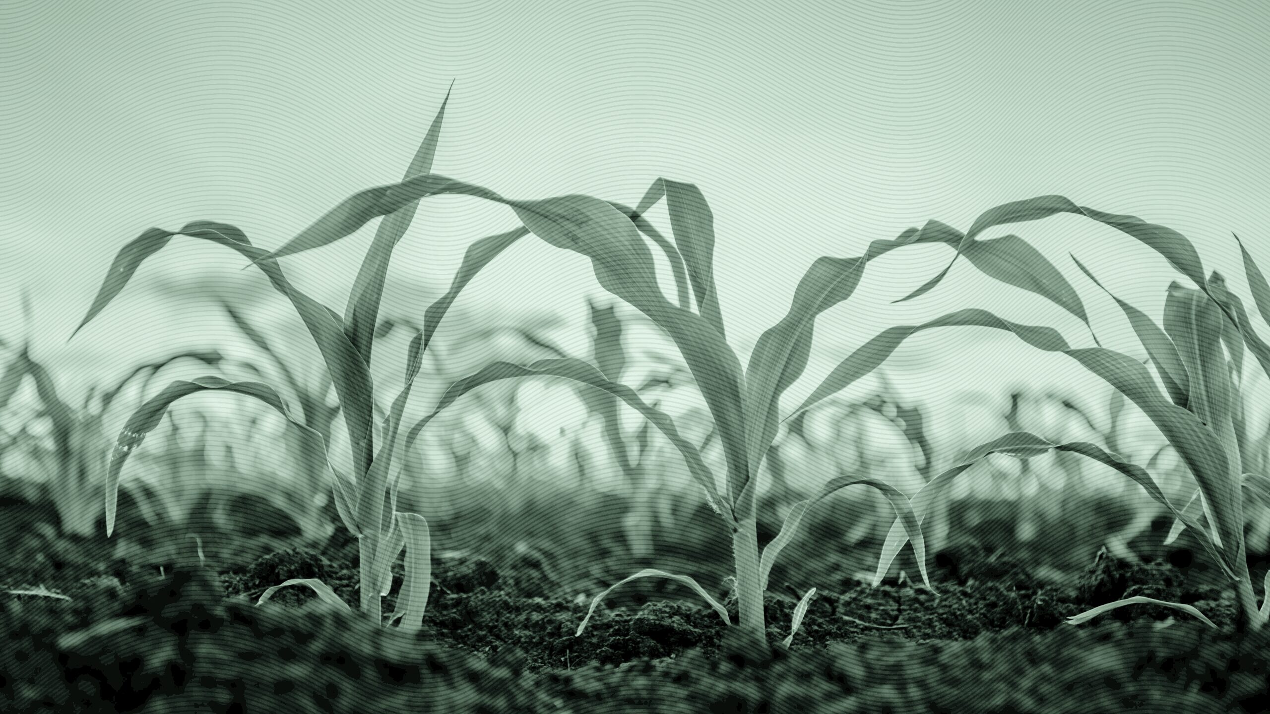 Plants growing.